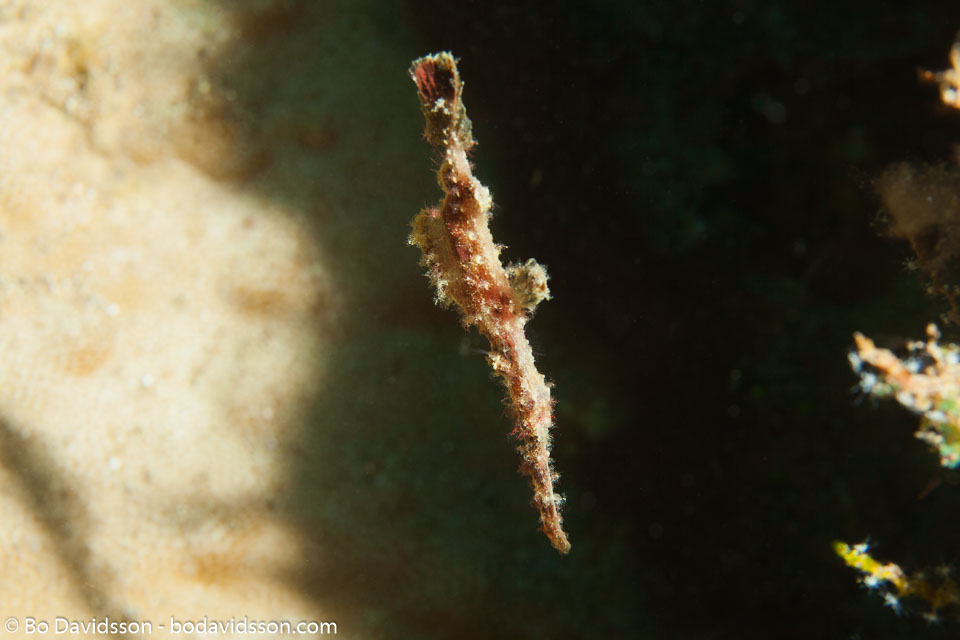 BD-150423-Maldives-7926-Solenostomus-cyanopterus.-Bleeker.-1854-[Ghost-pipefish].jpg